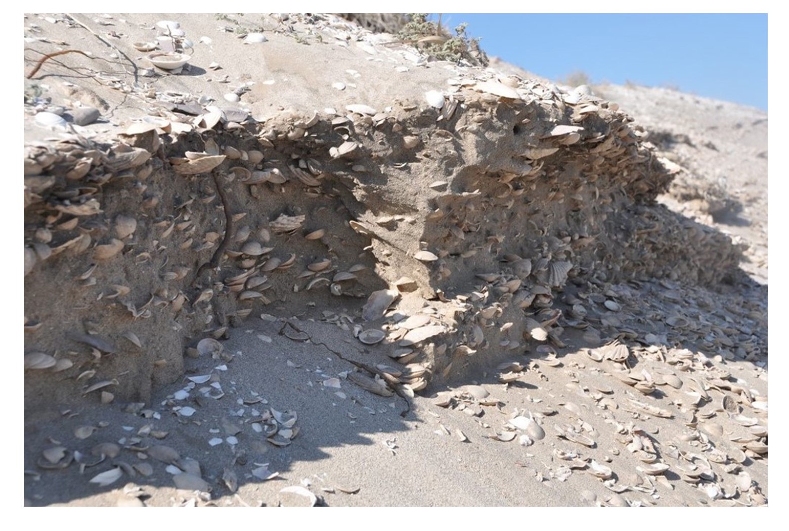 Shell Midden different angle