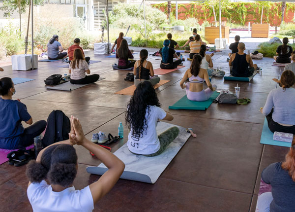 A large group of people practicing yoga on a sunny day in a drought-tolerant garden.