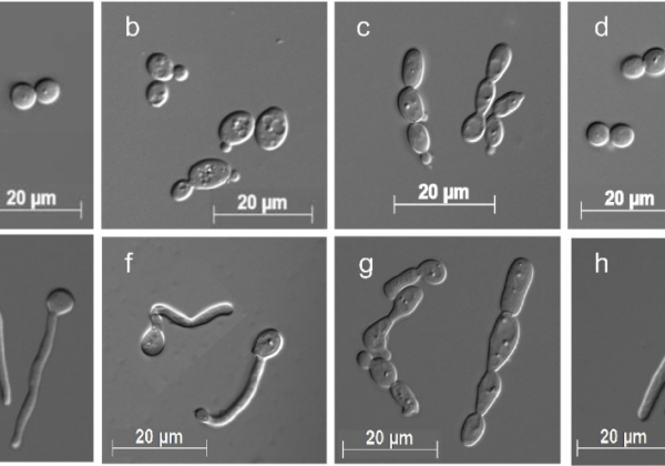 fungal pathogens Candida albicans
