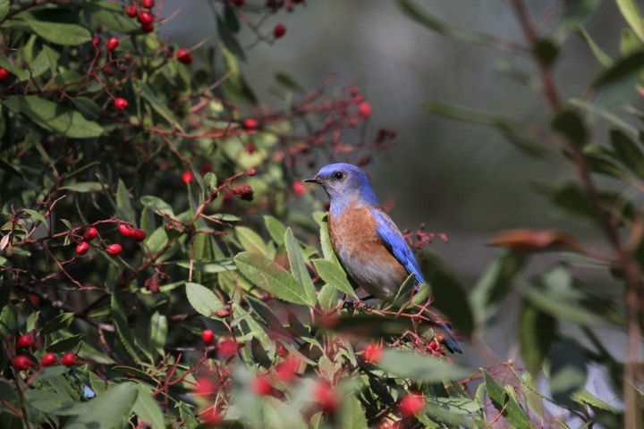 A Western Bluebird (Sialia mexicana),