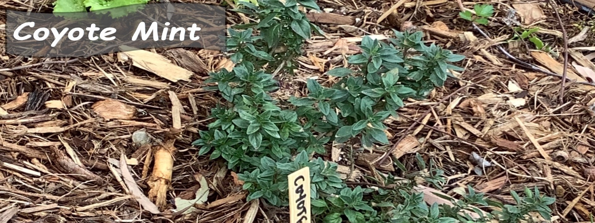 Coyote Mint