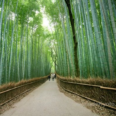 Arashiyama Bamboo Grove 